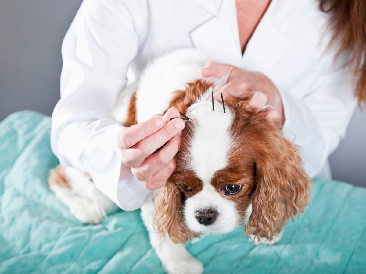 10 עובדות מרתקות על דיקור סיני לכלבים